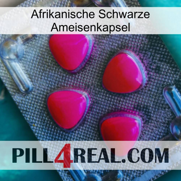 Africa Black Ant Capsule 13
